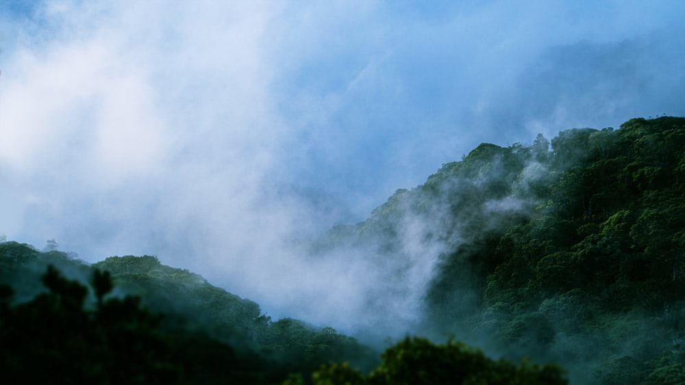 uma floresta de árvores