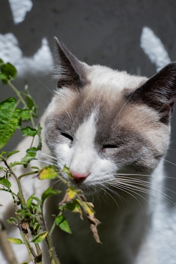 A close-up of a cat with light fur and dark ears gently smelling a green plant. The sunlight creates a dappled effect, highlighting the cat's closed eyes and whiskers.