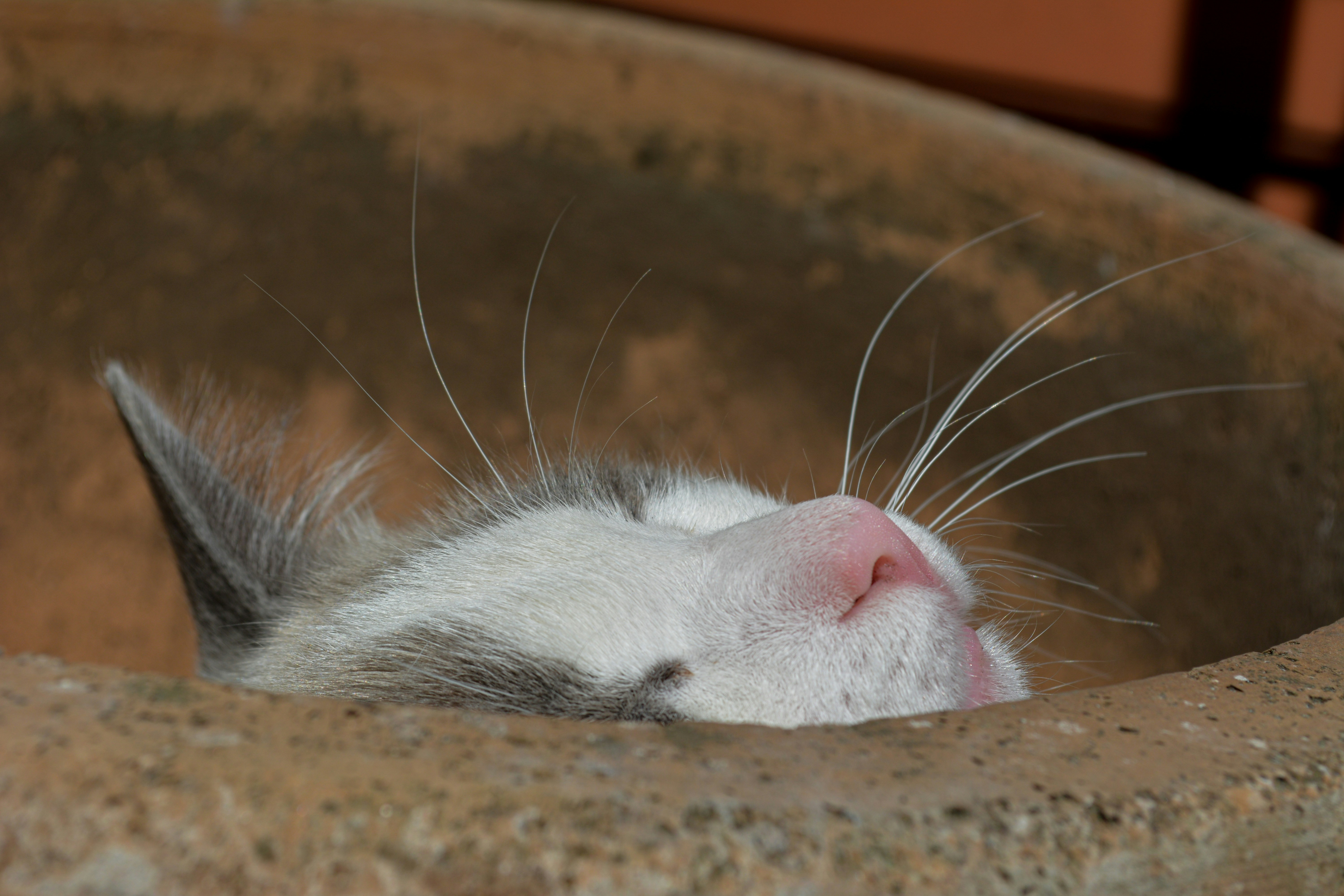 photo 1670547306588 e591ddc3152d?crop=entropy&cs=tinysrgb&fit=max&fm=jpg&ixid=M3w1MjQ0NjR8MHwxfHNlYXJjaHwxN3x8RElZJTIwbW91c2V0cmFwfGVufDB8MHx8fDE3NTE0NTgxODF8MA&ixlib=rb 4.1