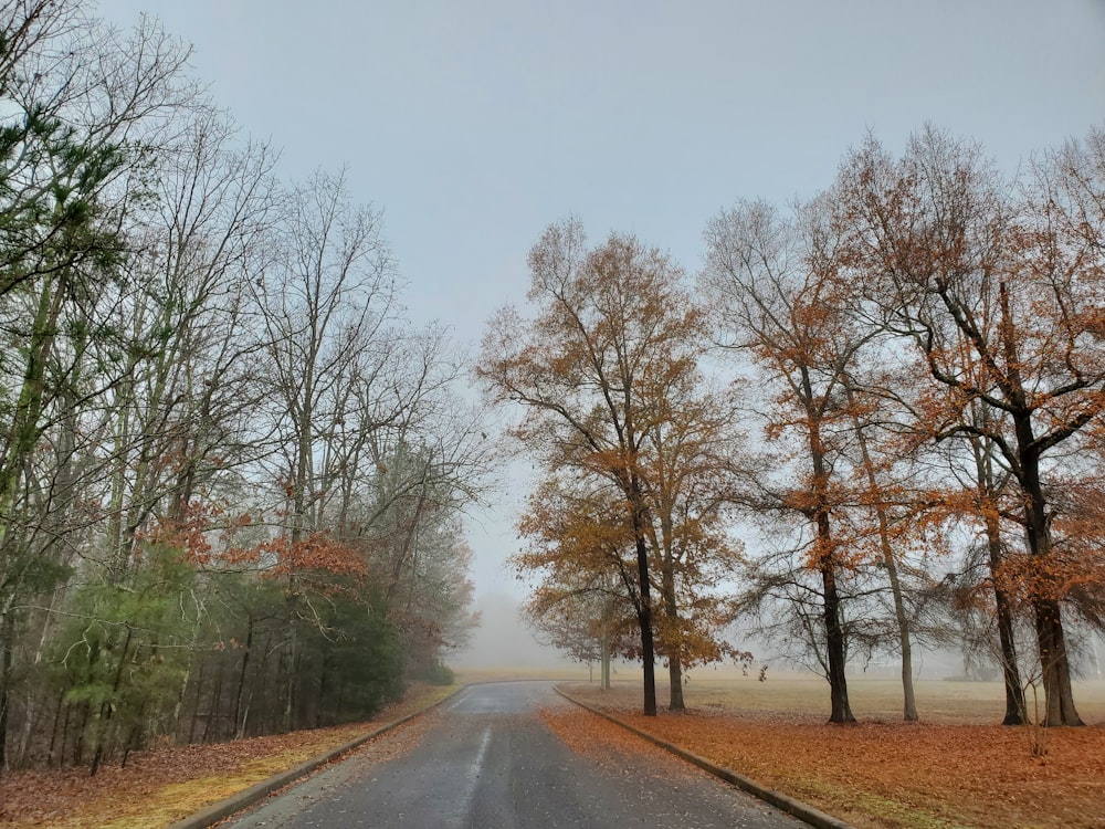 a road with trees on the side