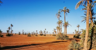 a desert with palm trees