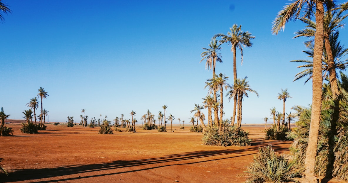 a desert with palm trees