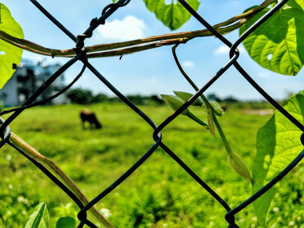 a cow behind a fence