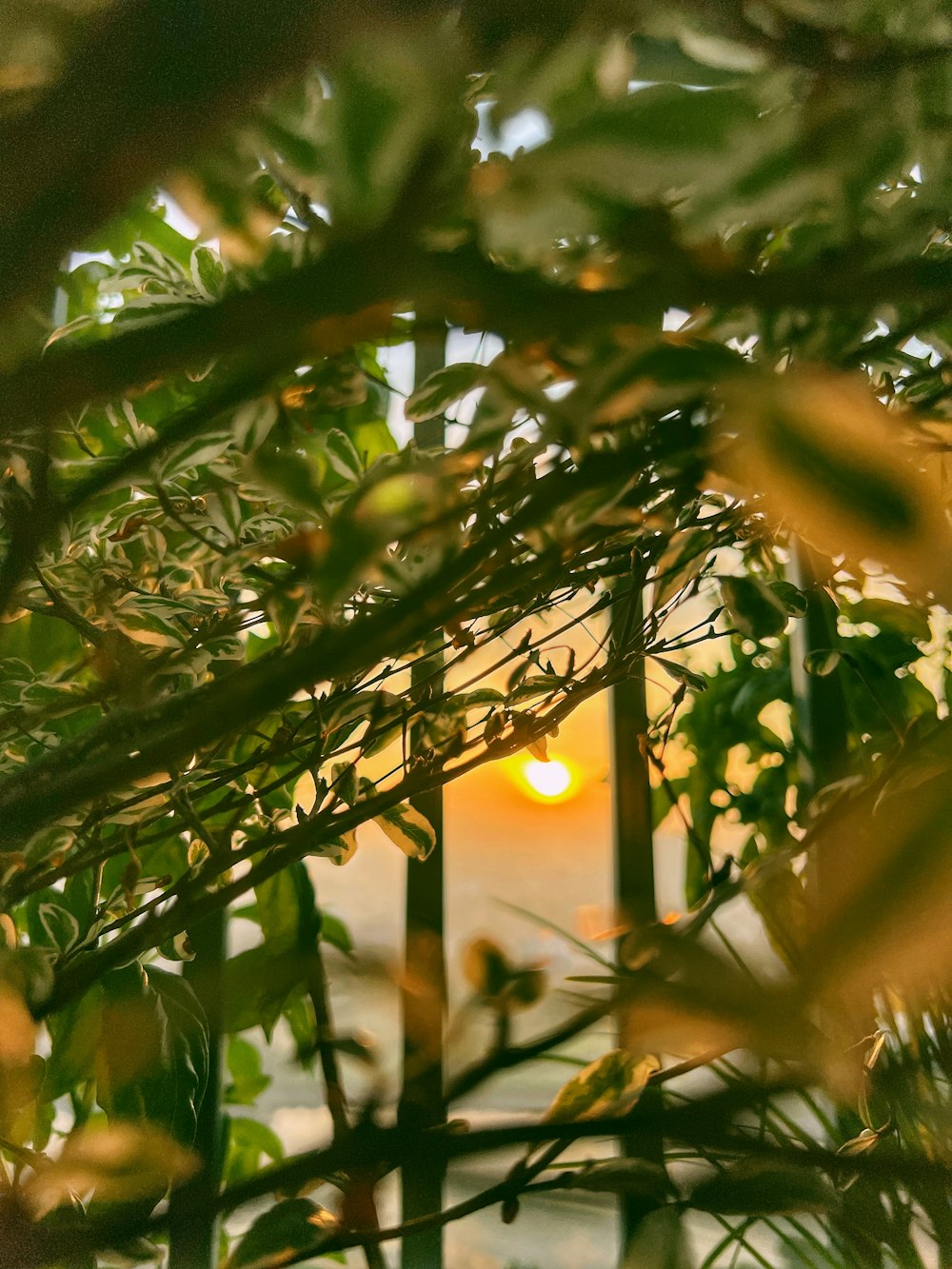 a tree with leaves