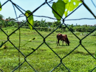A brown cow grazes on a lush green field, viewed through a chain-link fence with some leaves growing on it. In the background, there is dense foliage and a glimpse of buildings under a clear blue sky.