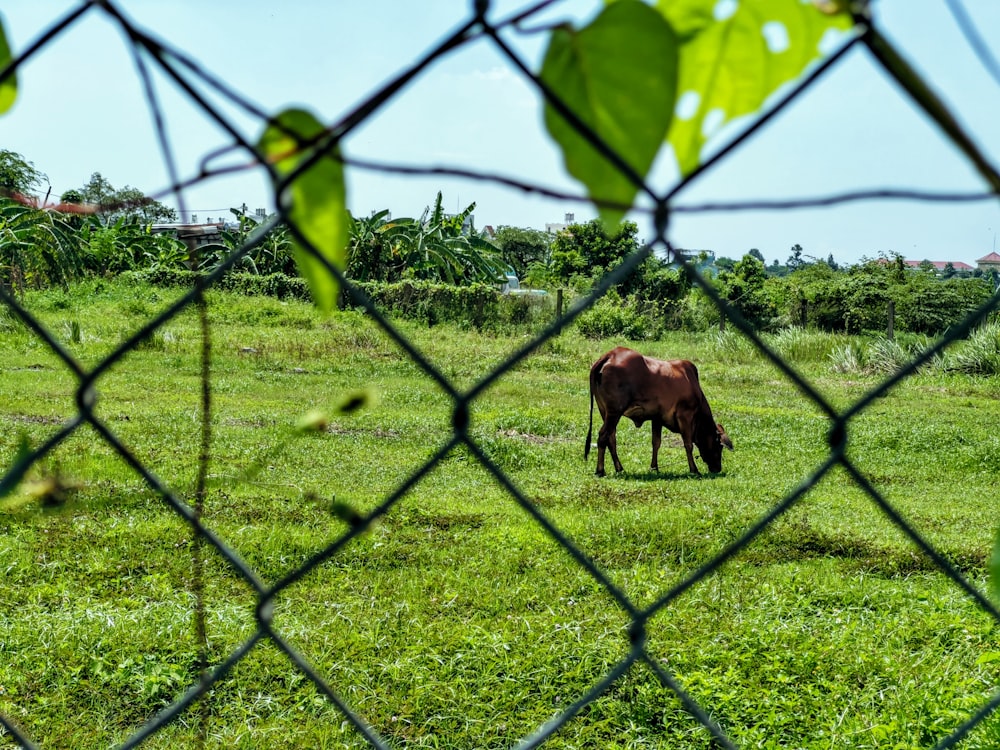 a cow in a fenced in area