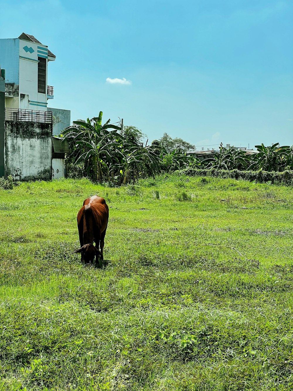 a cow grazing in a field