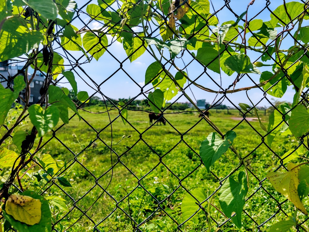 a fence with a cow behind it