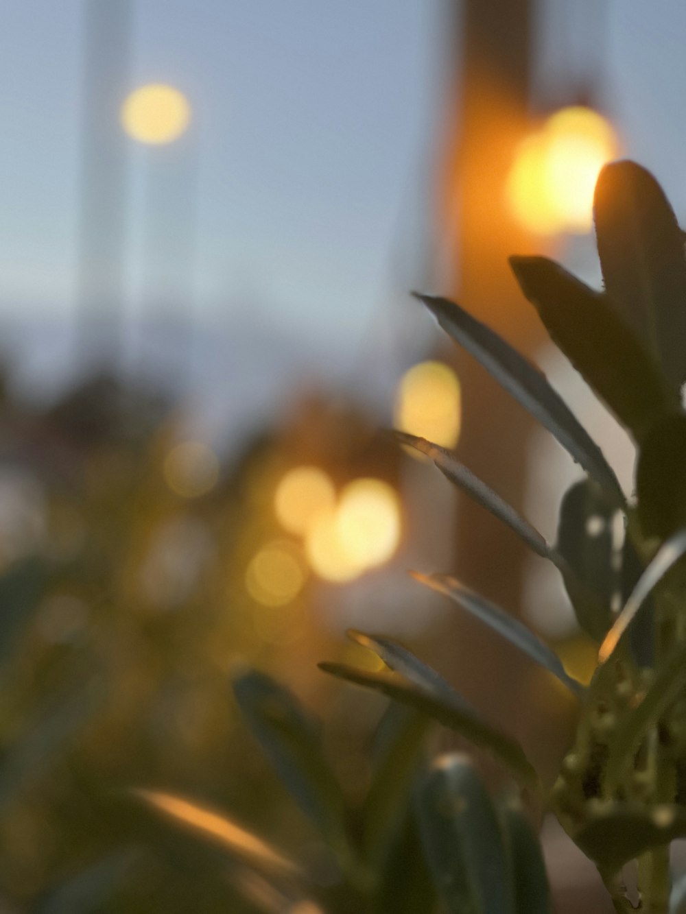 close-up of a plant