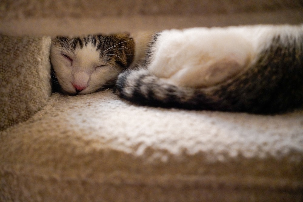 a cat sleeping on a blanket