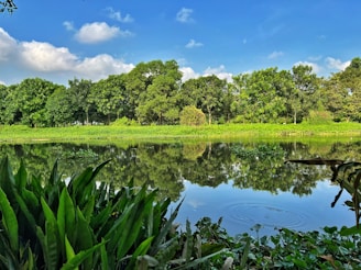 A serene landscape showcasing a lush green forest and clear blue water.