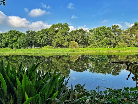 A serene landscape showcasing a lush green forest and clear blue water.