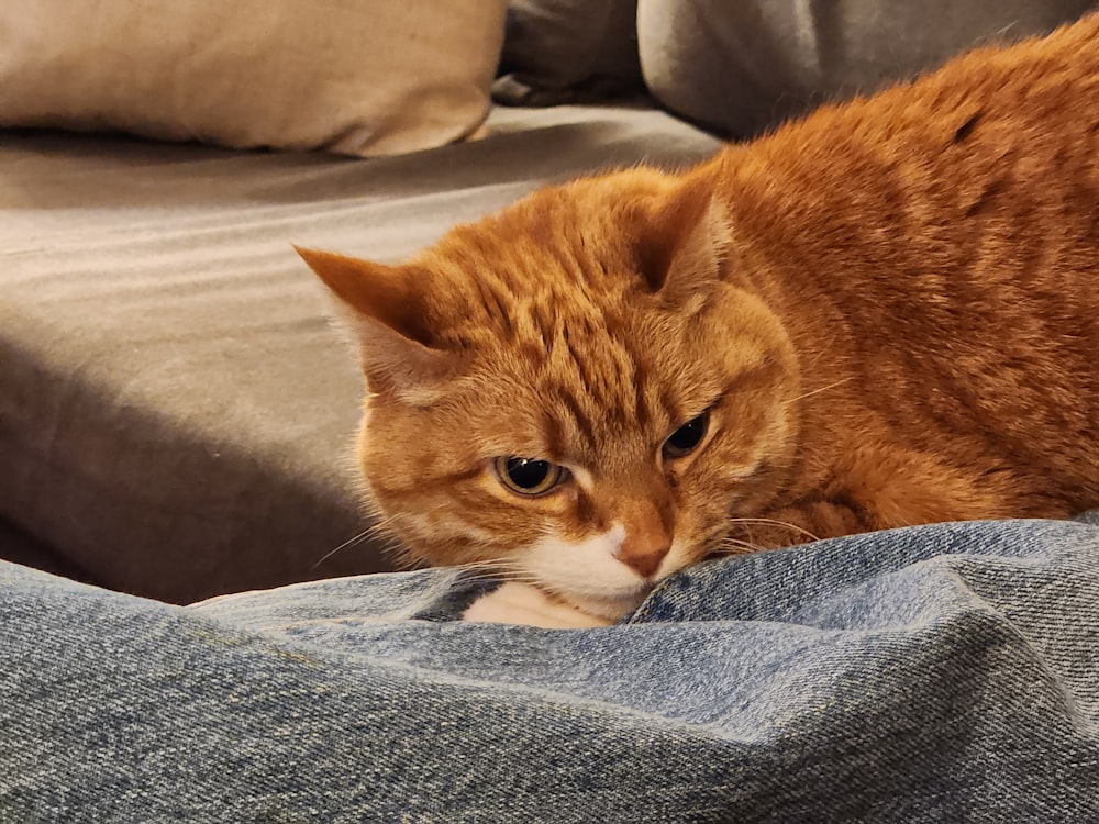 a cat lying on a couch