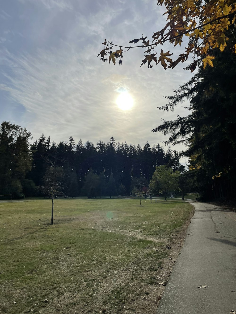 a grassy field with trees and a path