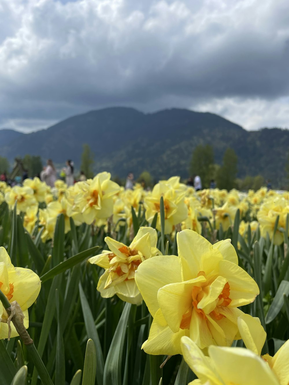 a field of yellow flowers