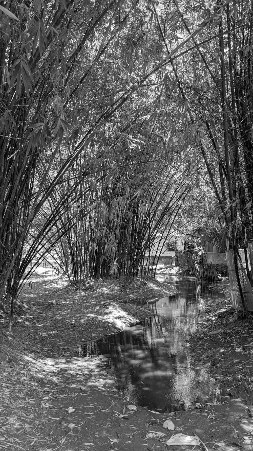 a creek with trees on either side