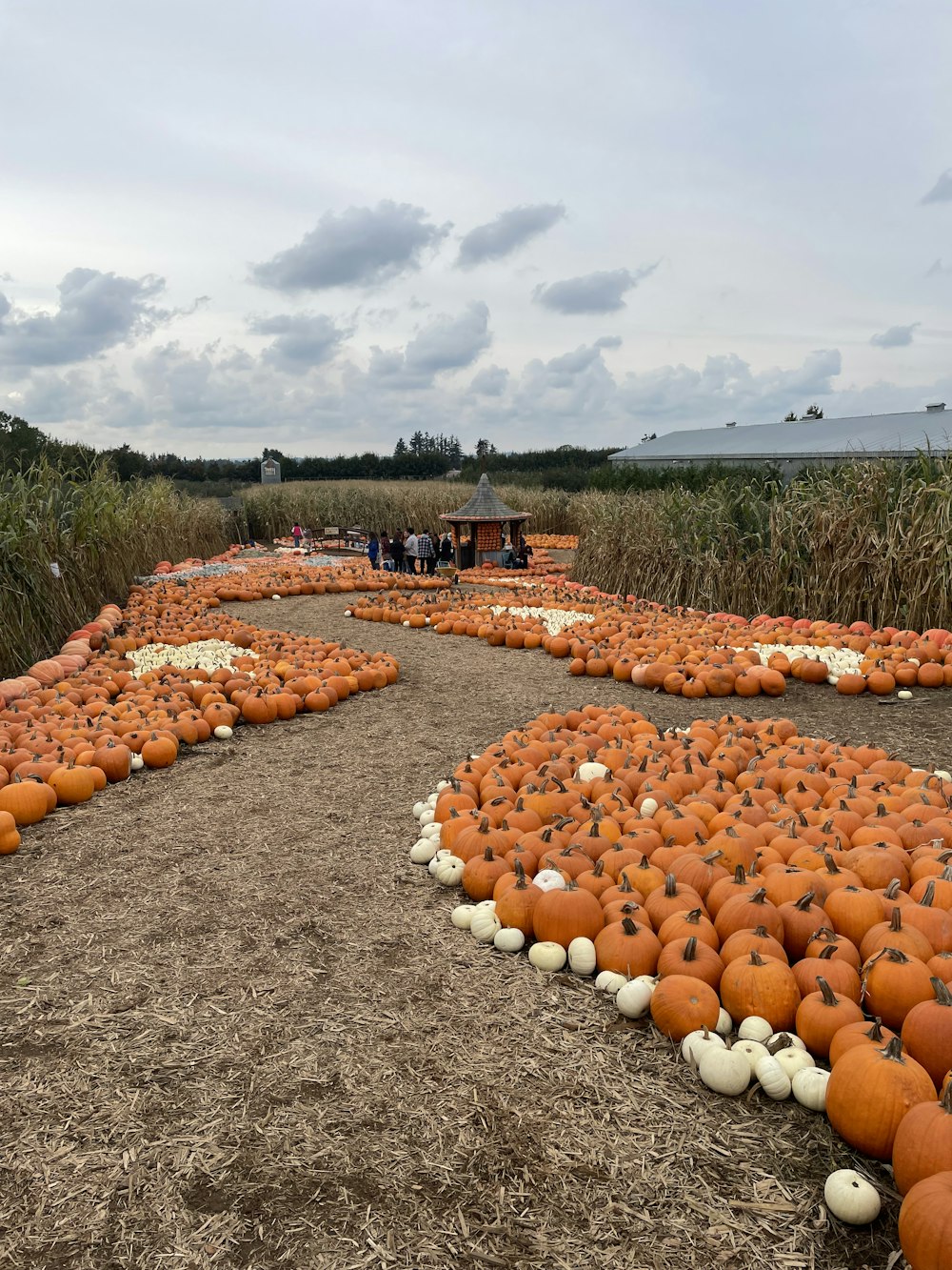 a field of pumpkins