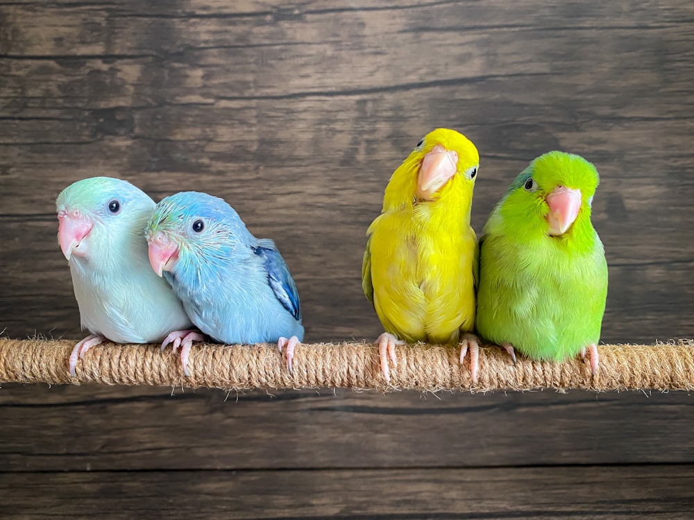 a group of colorful birds