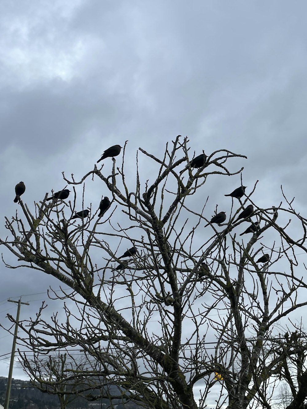 a group of birds on a tree