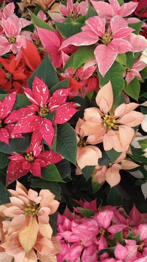a group of colorful flowers