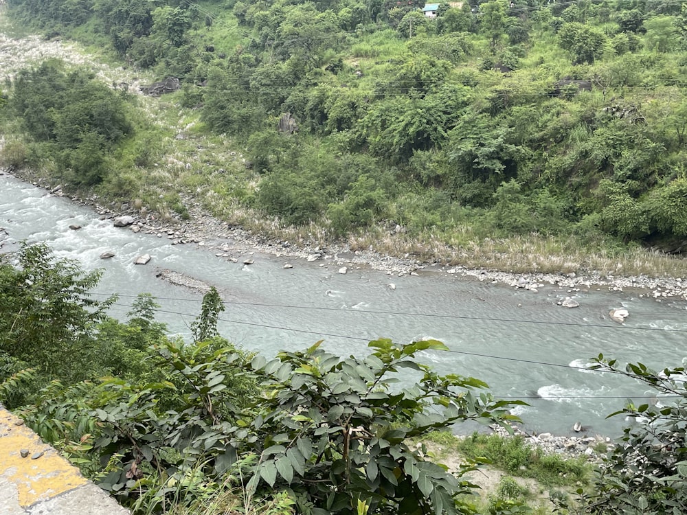 a river with trees on the side