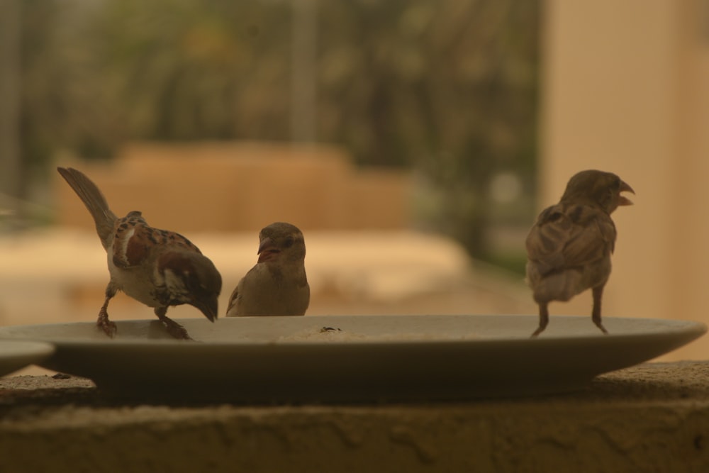 a group of birds on a ledge