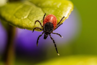 A close-up view of a tick perched on the edge of a green leaf. The tick has a dark, black body and reddish-brown back. The background is slightly blurred, showing a mix of green and purple hues.