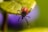 A close-up view of a tick perched on the edge of a green leaf. The tick has a dark, black body and reddish-brown back. The background is slightly blurred, showing a mix of green and purple hues.