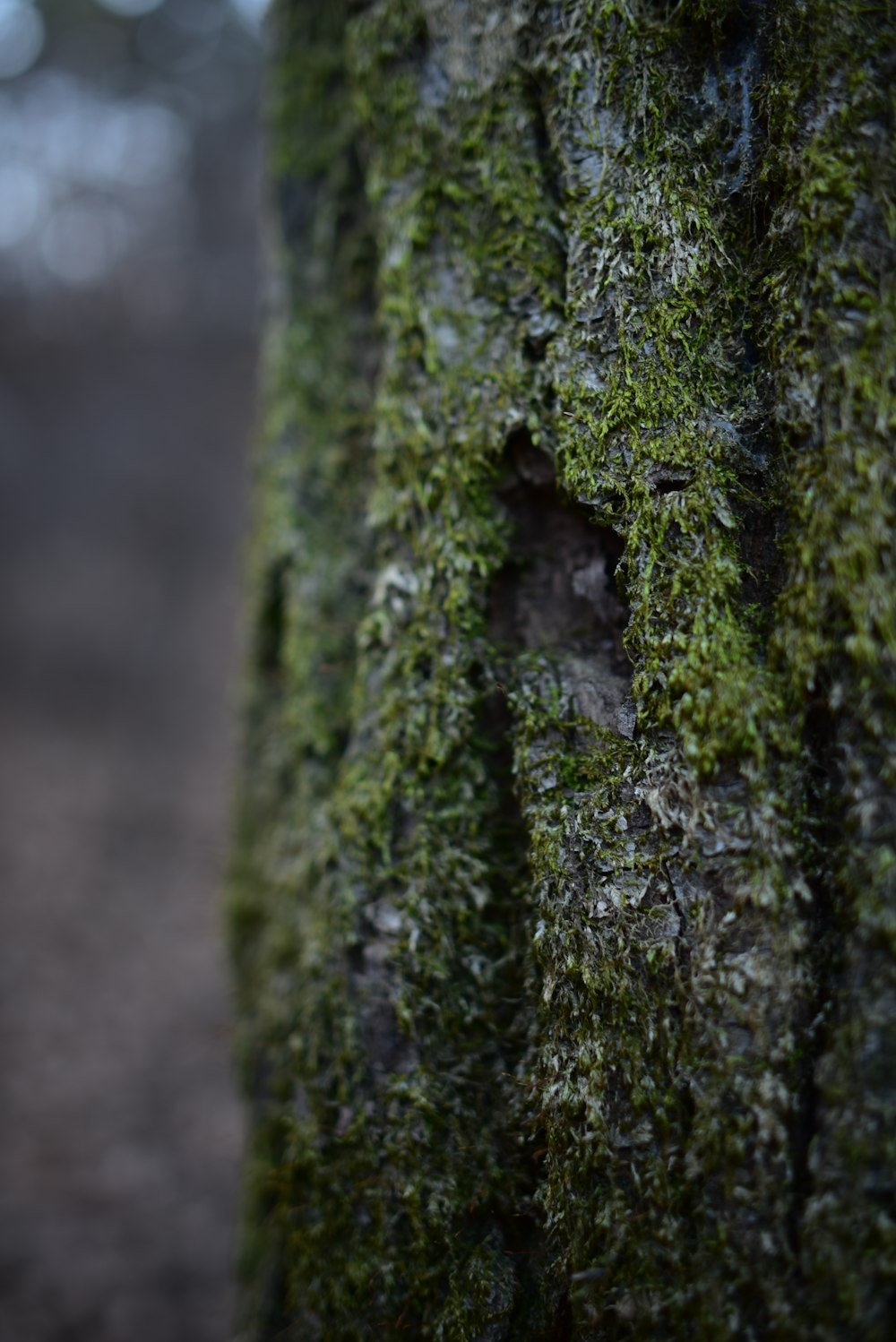 a close up of a tree