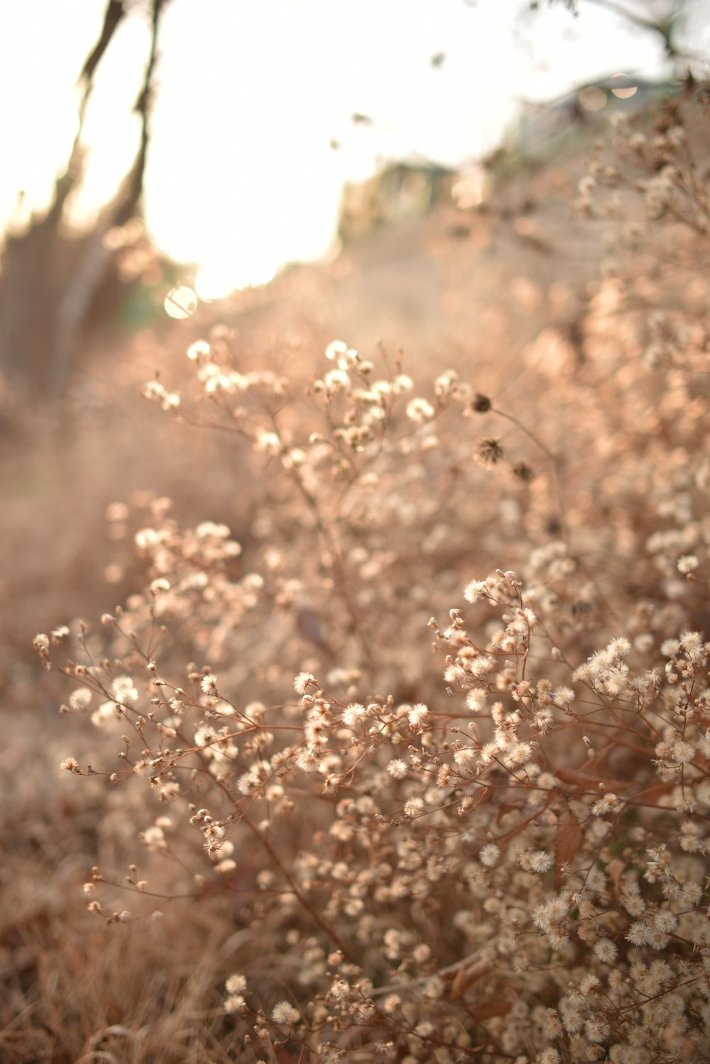 a close up of a tree branch