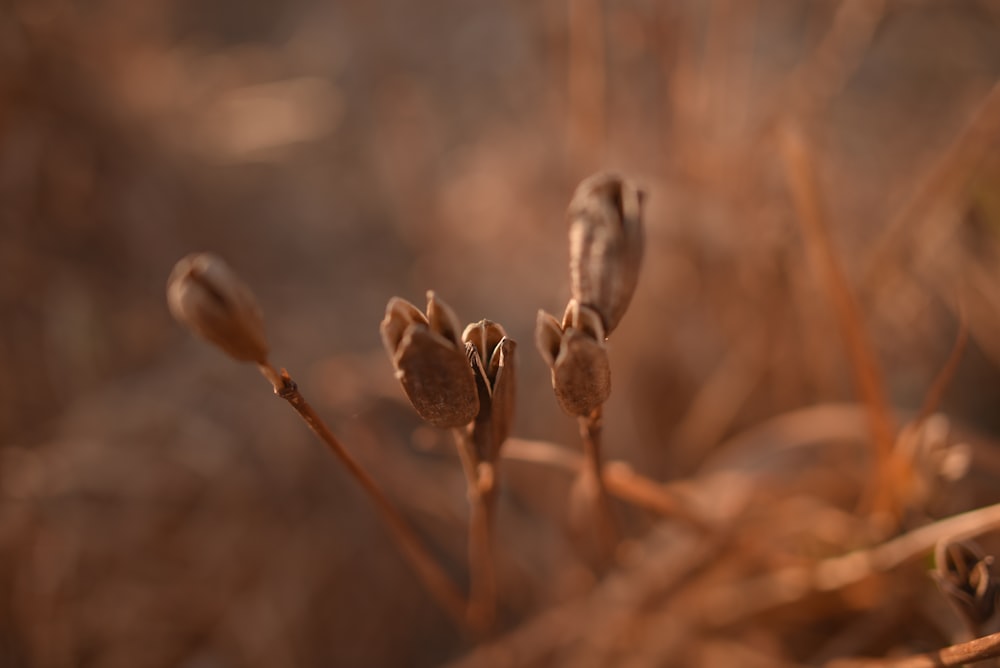 close up of a plant