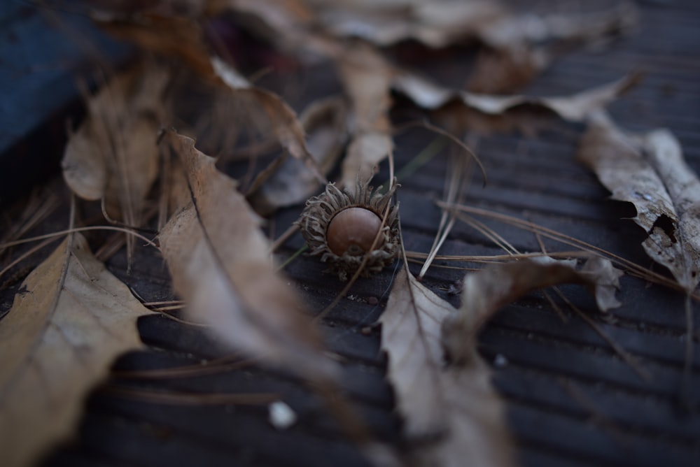 a spider on a web