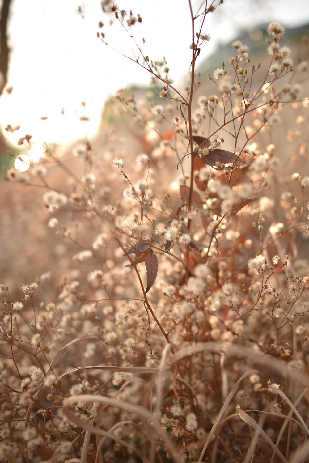 a close up of a tree branch