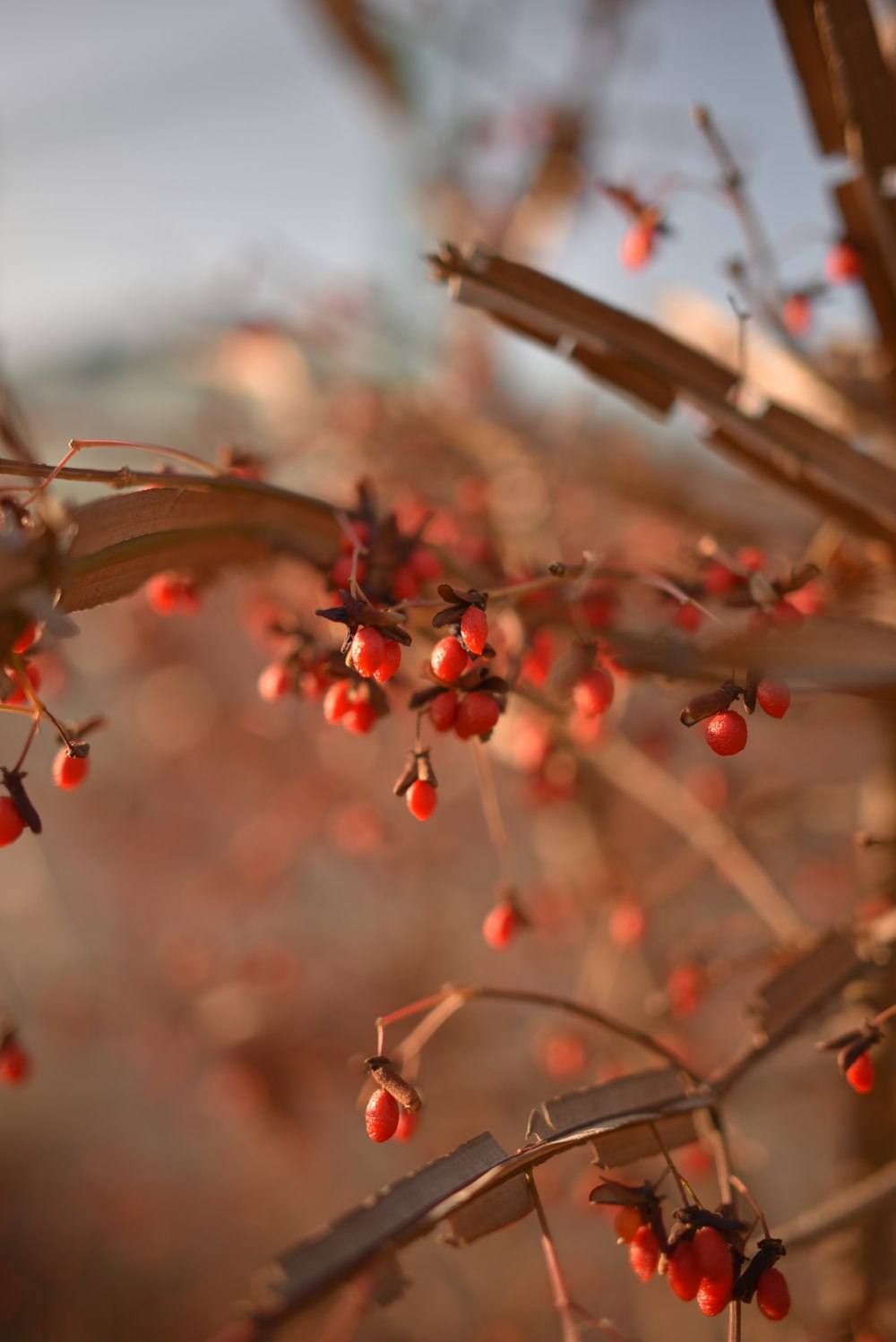 a close up of a tree branch with red berries