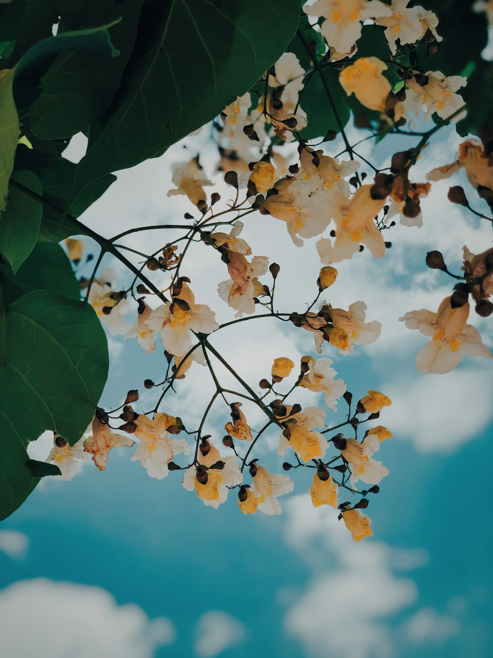 a tree with yellow flowers