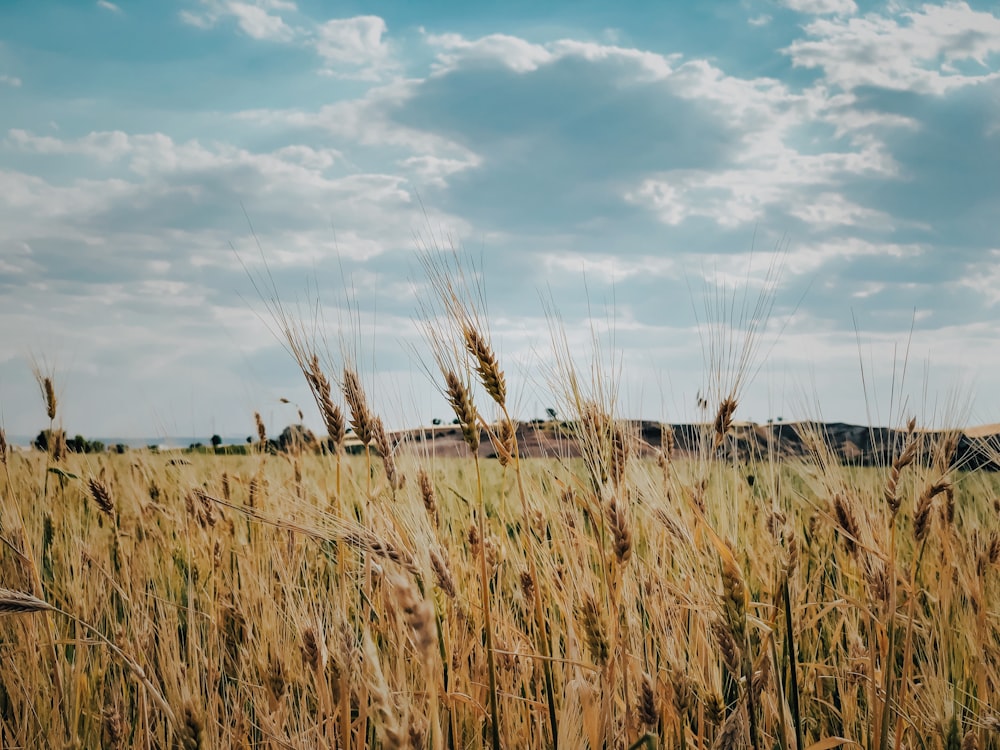 un campo di erba alta