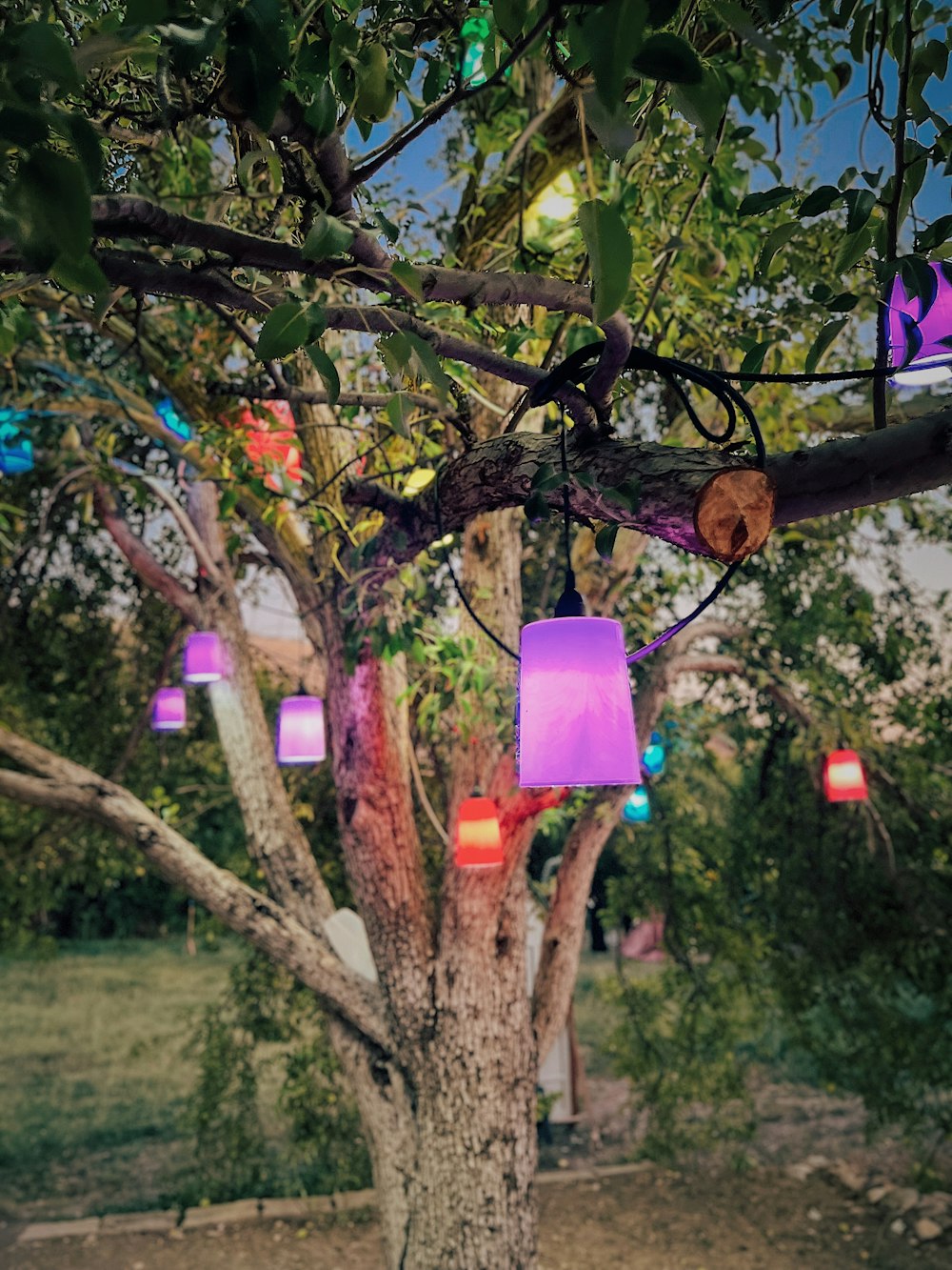 un albero con molte lanterne colorate da esso