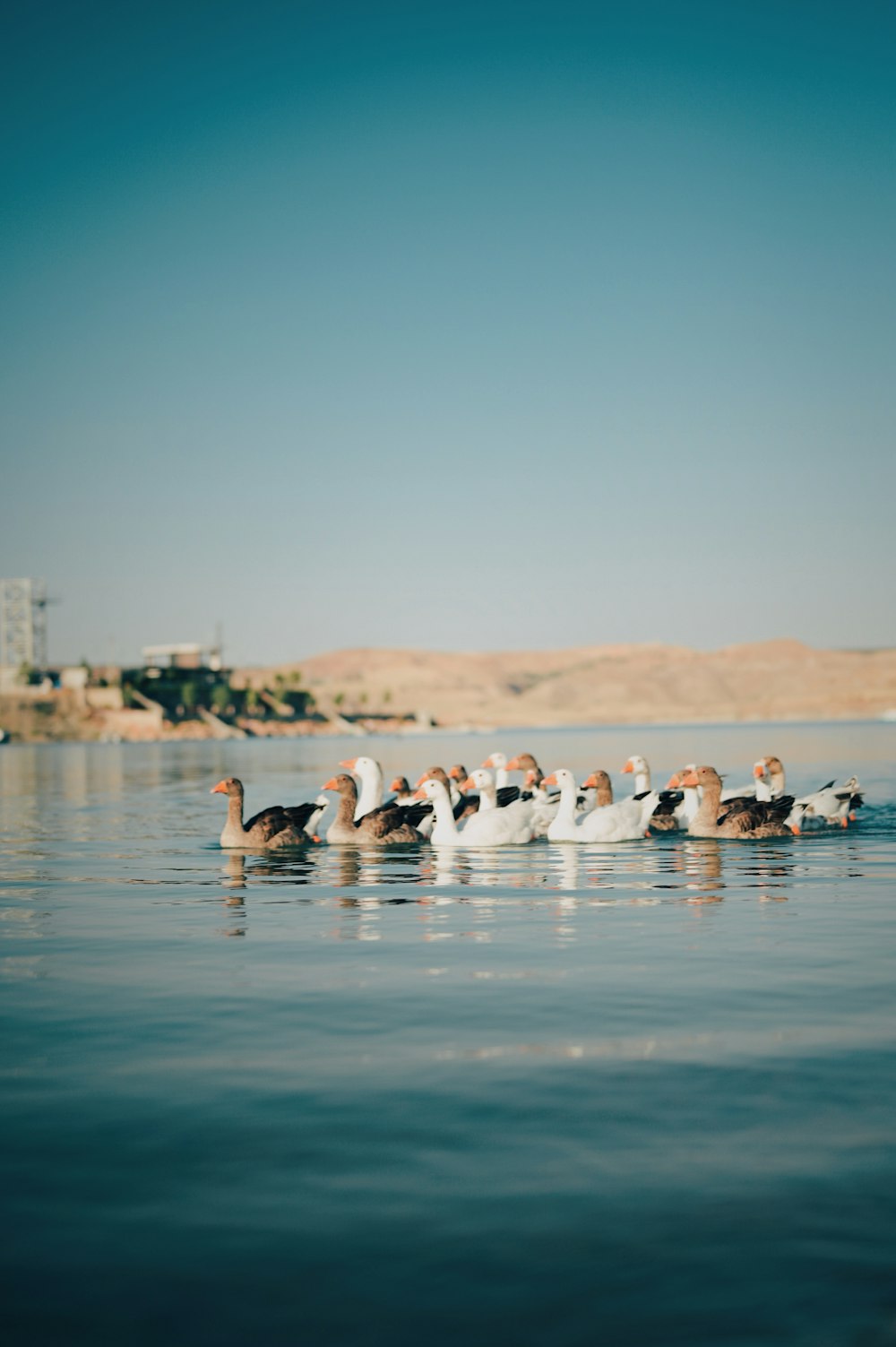 Un gruppo di uccelli in uno specchio d'acqua