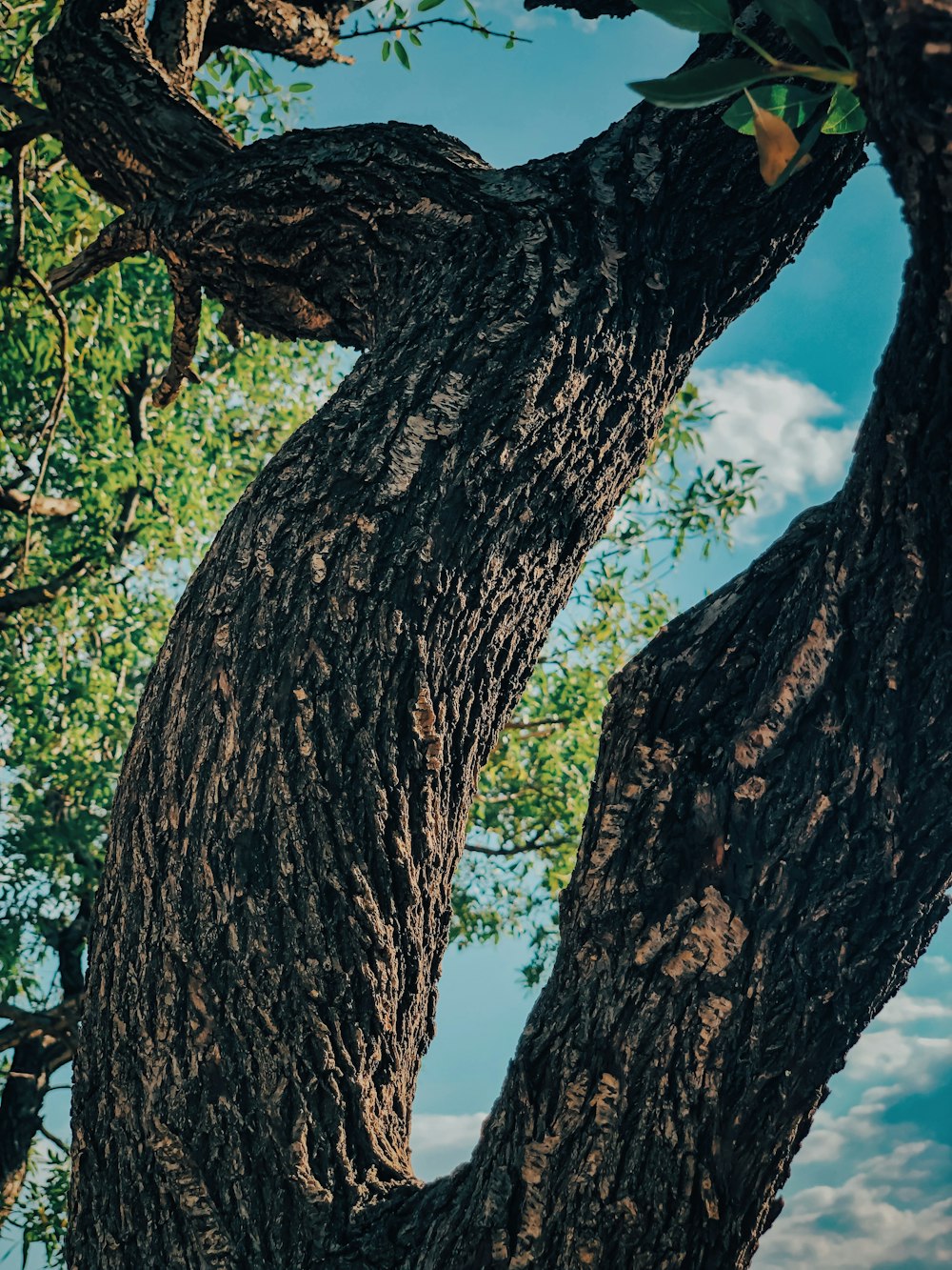 a tree with many branches