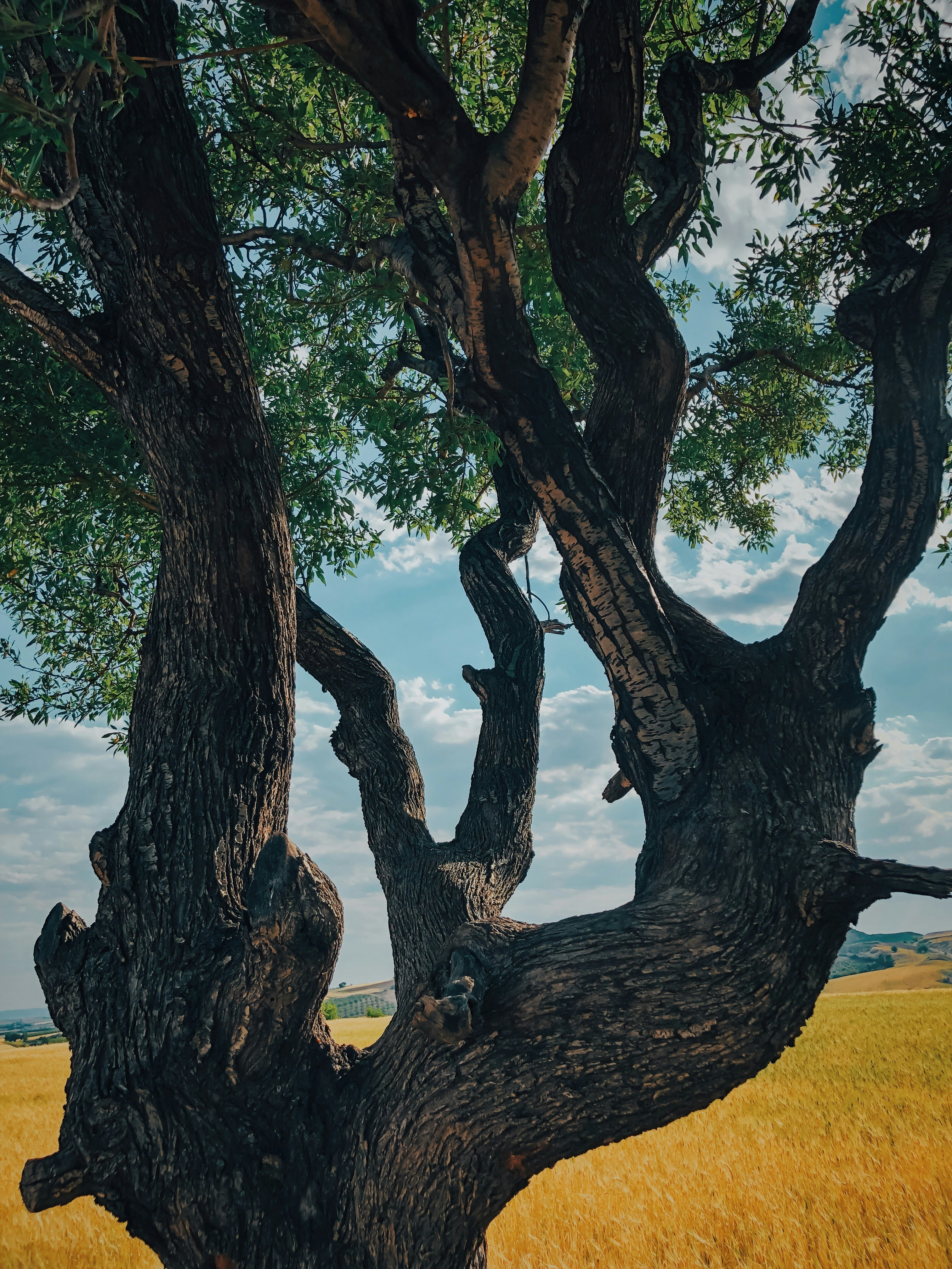 Foto zum Thema Ein baum mit vielen ästen Kostenloses Bild zu Adıyaman