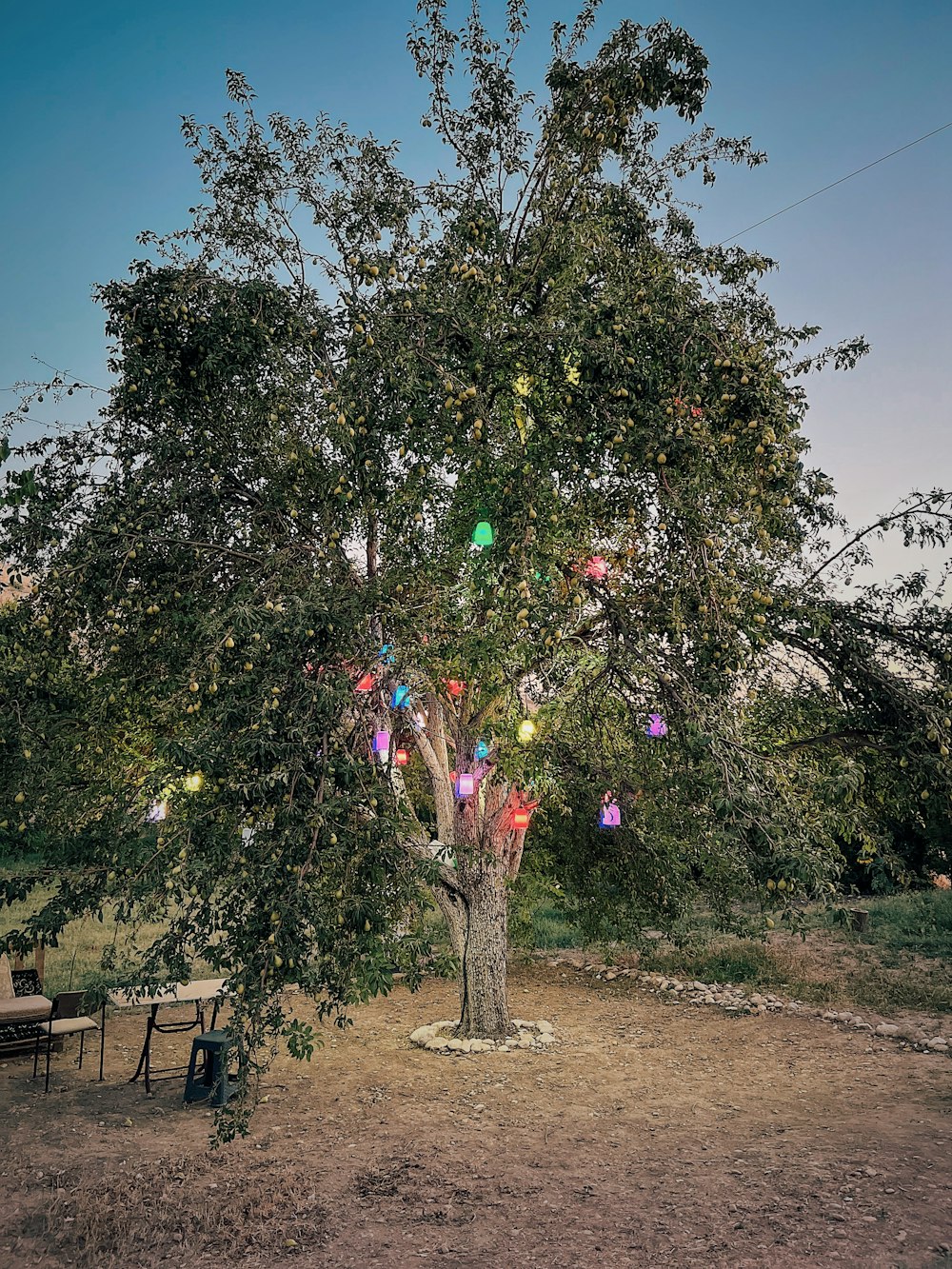 Un albero con molti ornamenti colorati
