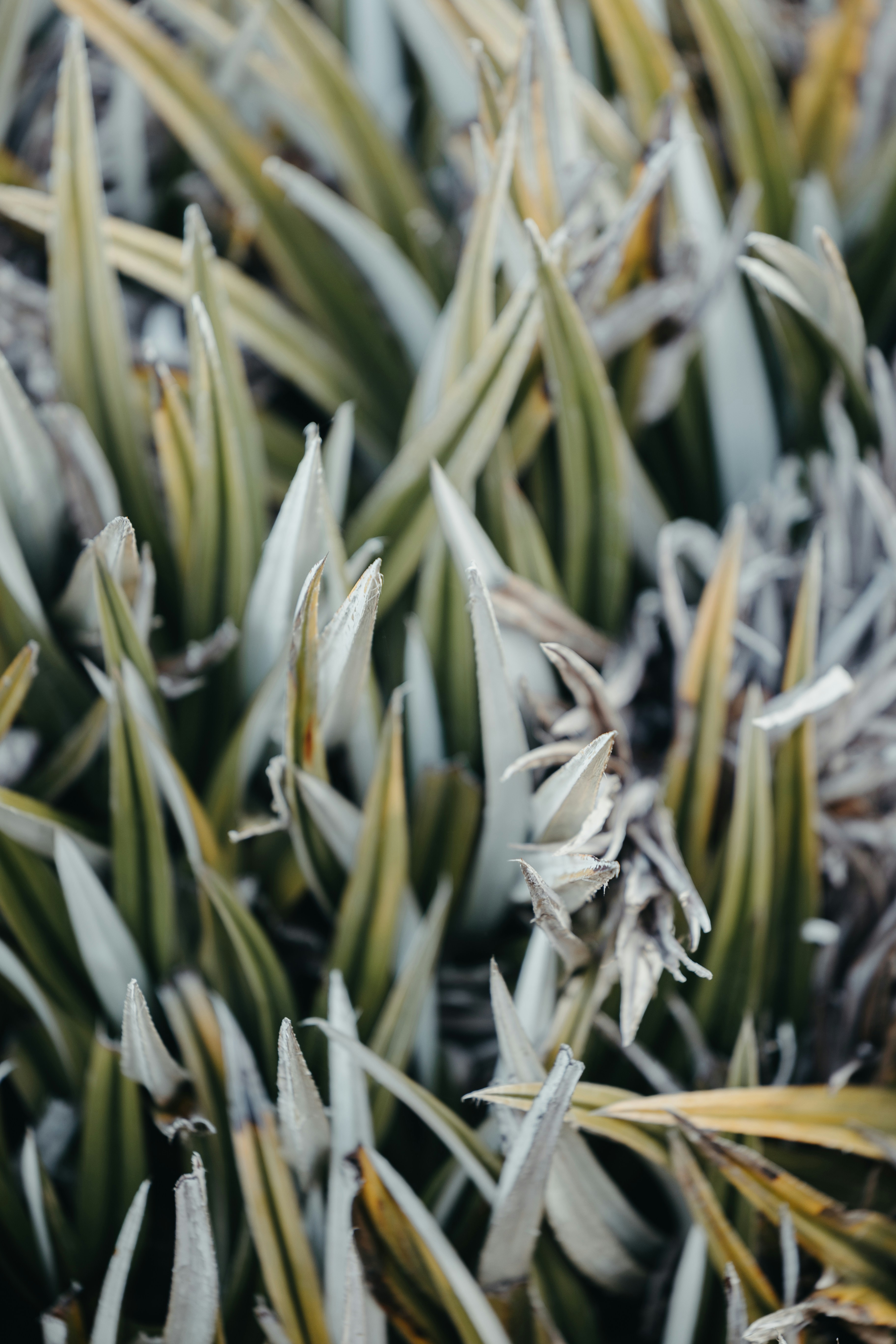 Photo by joshwithers