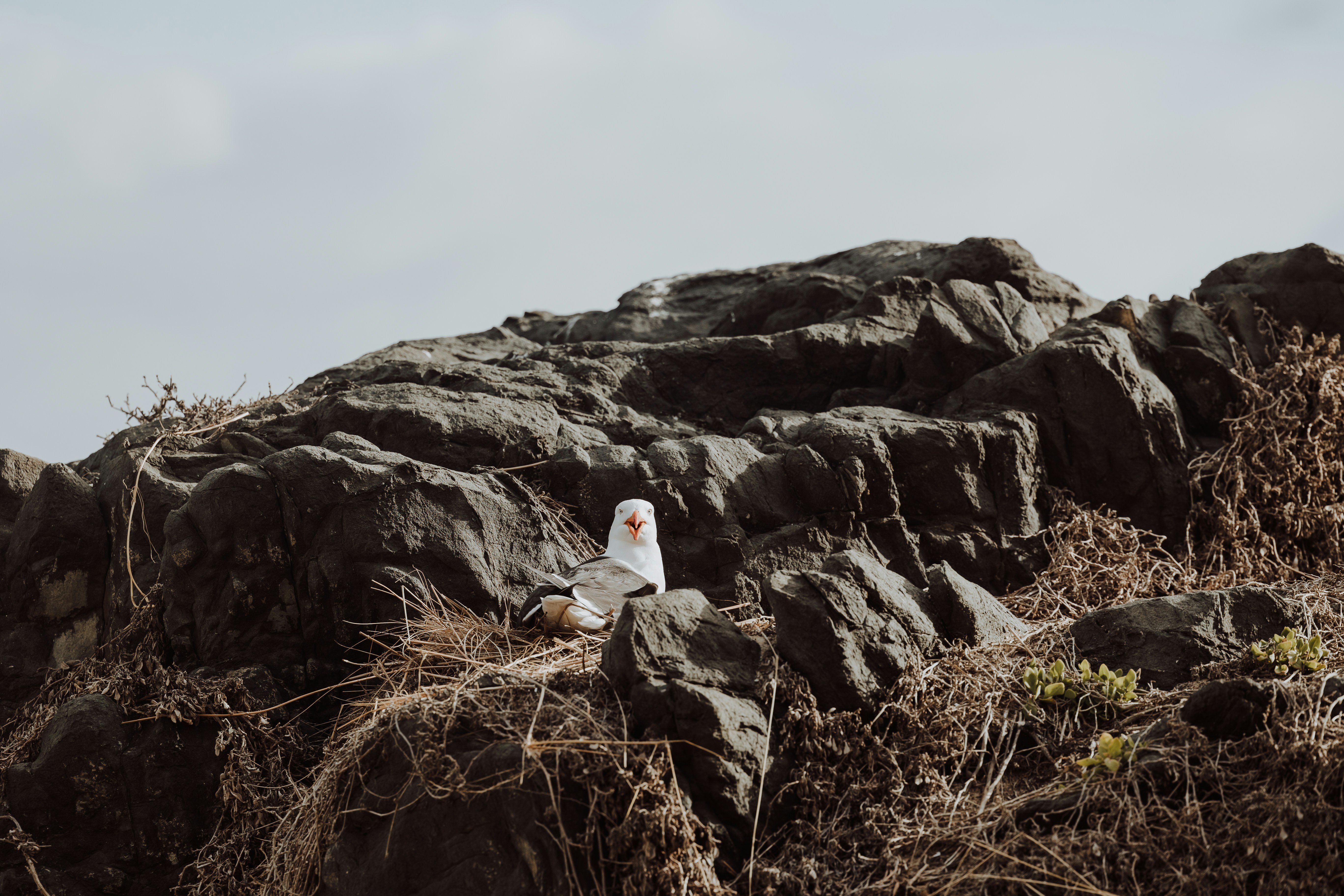 Photo by joshwithers