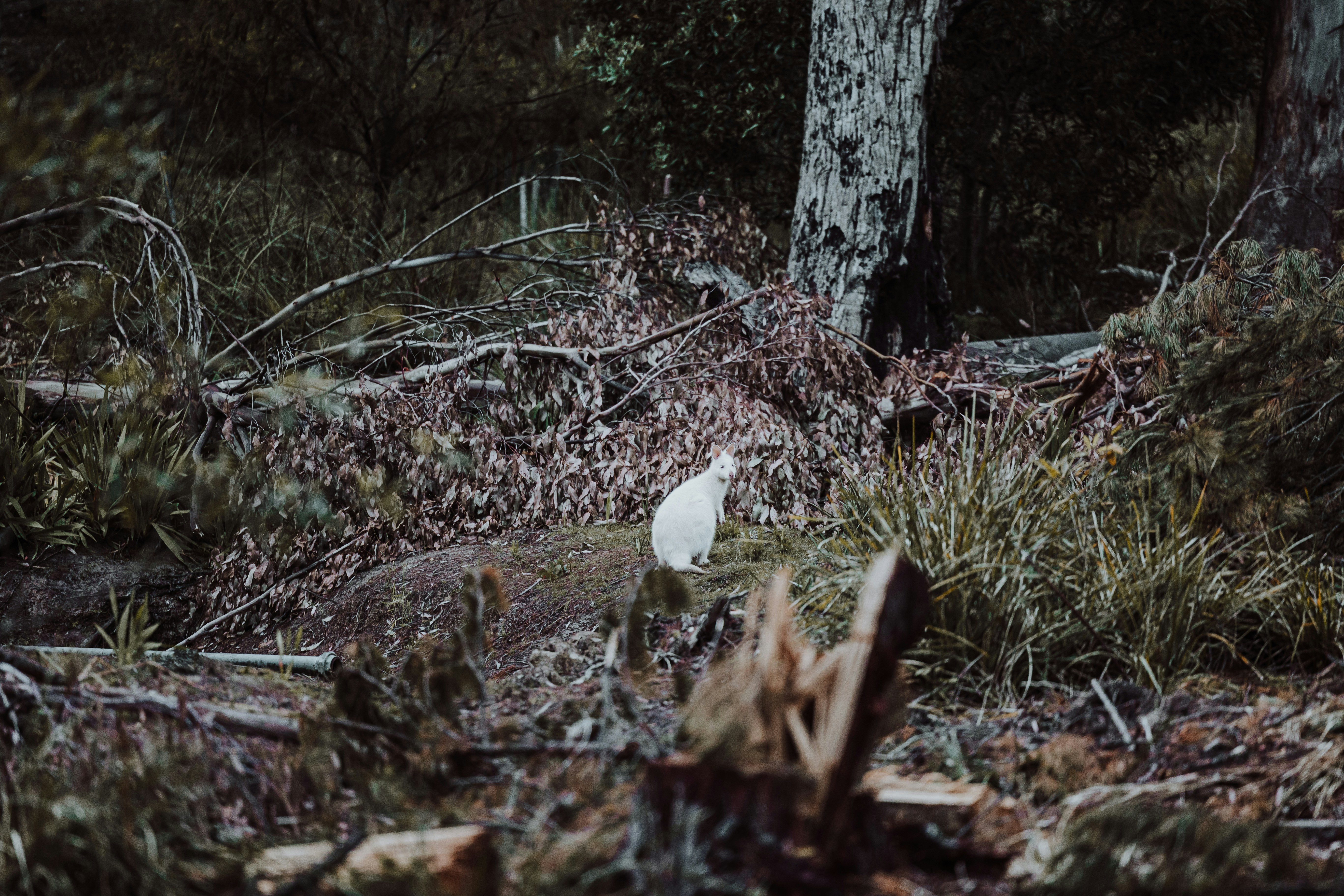 Photo by joshwithers