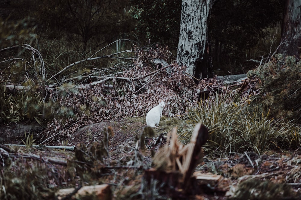 a white cat in the woods