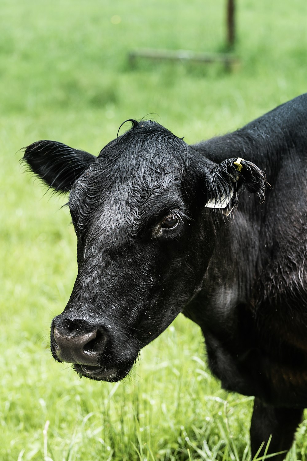 una mucca con una targhetta sull'orecchio