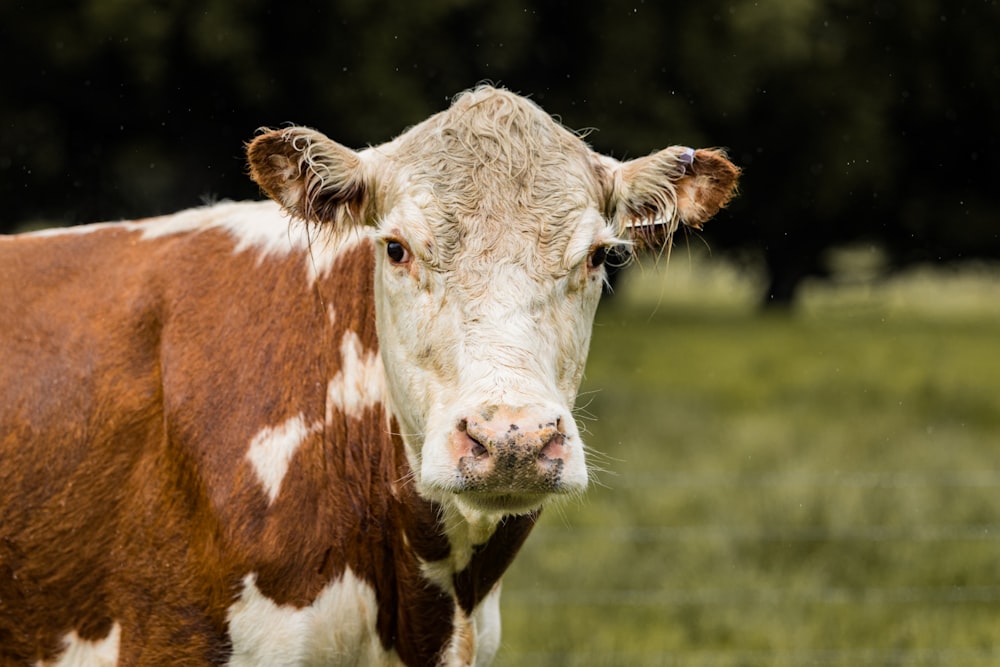 una mucca in piedi in un campo