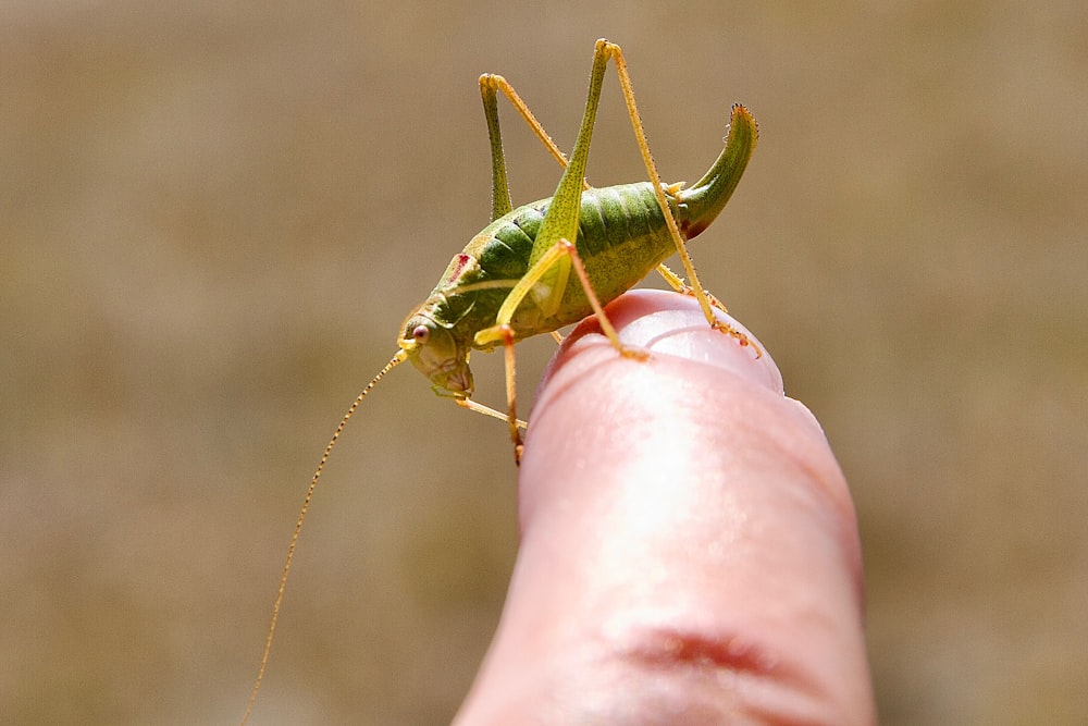 a close up of a person holding a grasshopper