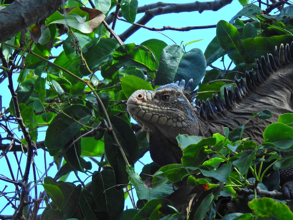 two lizards in a tree