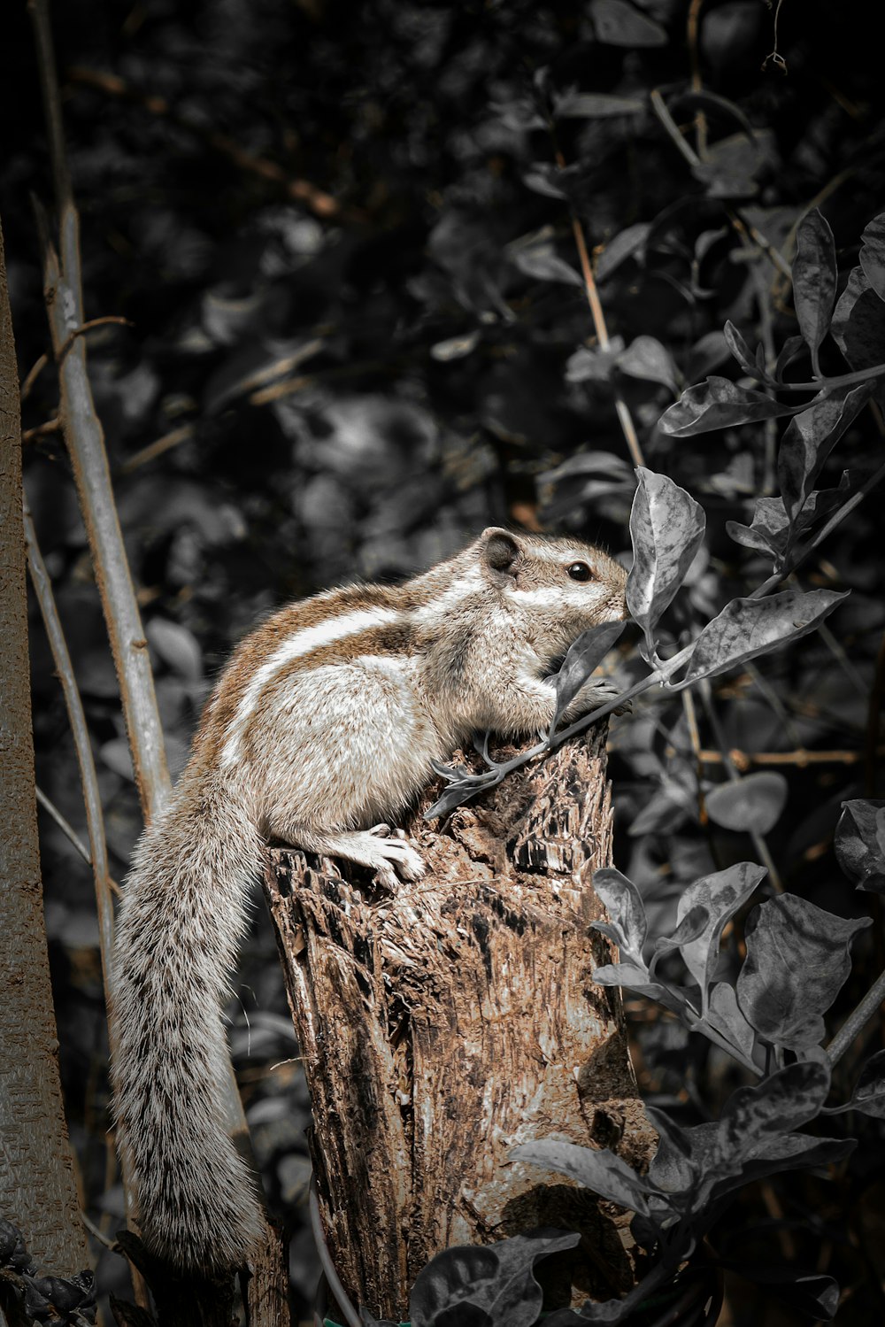 a squirrel on a tree stump